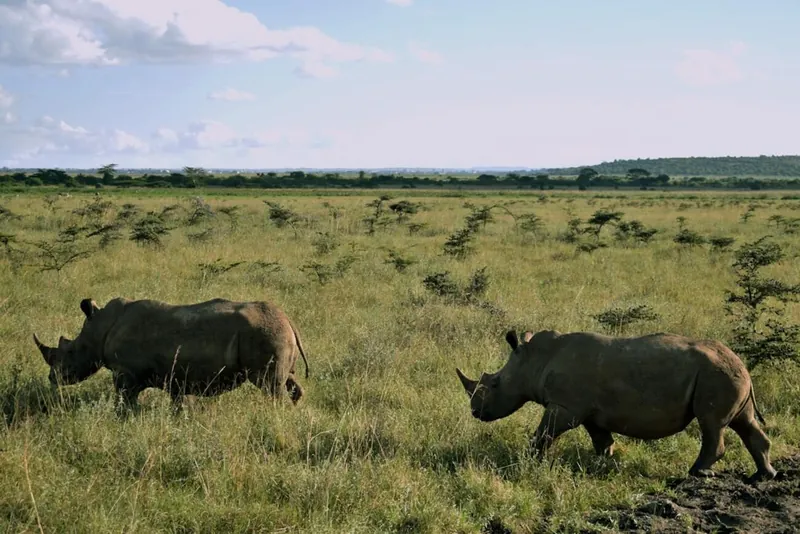 Two rhinos grazing on open grassland on a Nairobi National Park game drive